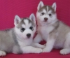 Male-And-Female-Siberian-Husky-puppies-Ready-For-New-Homes