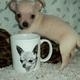 Lovely-Chihuahua-puppies-for-sale