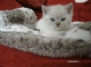 Lovely-Kittens-for-sale