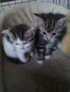 Lovely-Kittens-for-sale