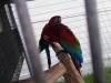 Green-Winged-Macaws-+-Cage