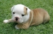 AKC-English-Bulldog-Puppy-$500