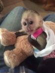 Capuchin monkeys for sale