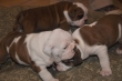 English-Bulldog-Puppies-For-Sale