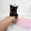 Teacup-Yorkie-Puppies