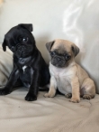 Pug-puppies-available-for-sale