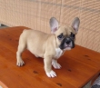 French-bulldog-puppies