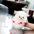 Teacup-Pomeranian-Puppies-For-Sale