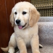 Male-and-Female-Golden-Retriever-Puppies-Available