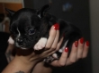 french-bulldog-Babies-